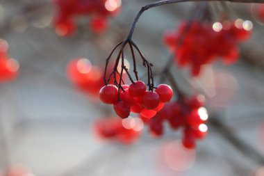 Viburnum opulus, kışın viburnum çalılığının kırmızı meyveleri güneş yansıması ile