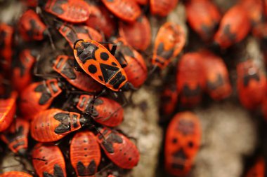 Pyrrhocoris apterus, bir grup kırmızı böcek, tahtakurusu.
