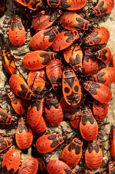 Pirrocoris Apterus Grupo Escarabajos Rojos Chinches — Foto de Stock