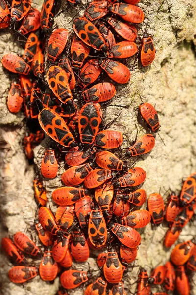 Pyrrocoris Apterus Grupo Besouros Vermelhos Percevejos — Fotografia de Stock