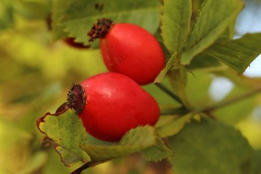 Rosa canina, gül kalçası, gül ağacının kırmızı meyveleri.