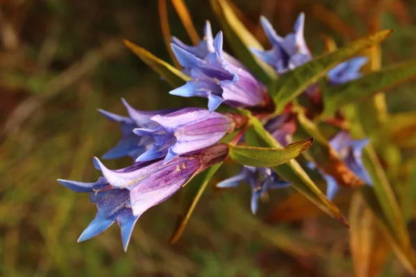 Gentiana Asclepiadea Mehrjährige Bergpflanze Blauer Enzian Den Tschechischen Bergen — Stockfoto