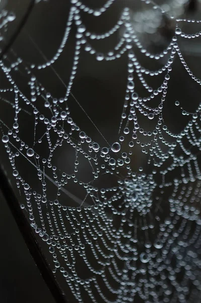 Dauw Druppels Een Spinnenweb Herfststemming — Stockfoto