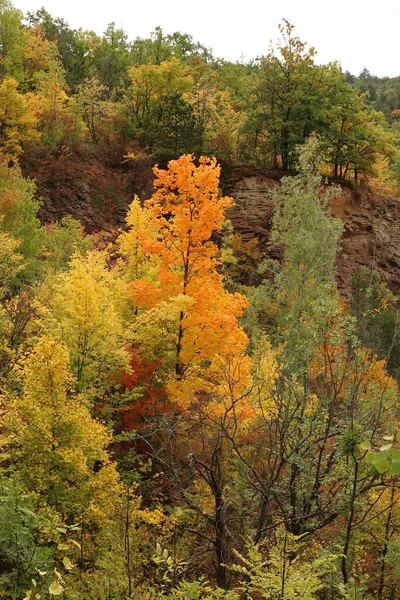 秋の背景 オレンジの木 秋の風景 — ストック写真