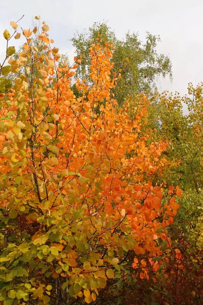 Sonbahar Arkaplanı Portakal Ağaçları Sonbahar Manzarası — Stok fotoğraf