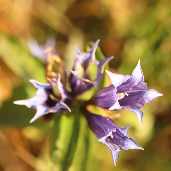 Gentiana Asclepiadea Plante Vivace Montagne Gentiane Bleue Dans Les Montagnes — Photo