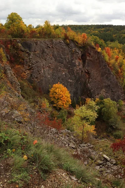 Kolorowe Drzewa Jesienią Jesienne Tło — Zdjęcie stockowe