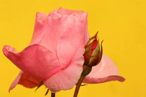 Pink Rose Yellow Background — Stock Photo, Image