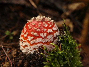 Amanita muscaria, kırmızı zehirli bir mantar.