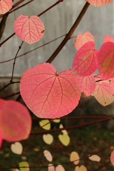 セリジフィルム ジャポニクム Cercidiphyllum Japonicum 綿菓子やキャラメルのような香りがする落葉性のピンクの木 — ストック写真