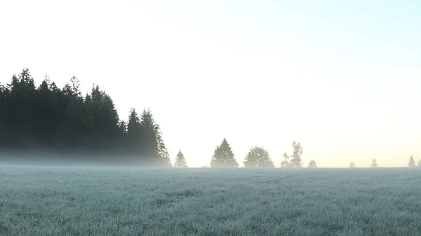 Nebliger Morgen Auf Dem Feld — Stockfoto