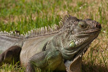Iguana