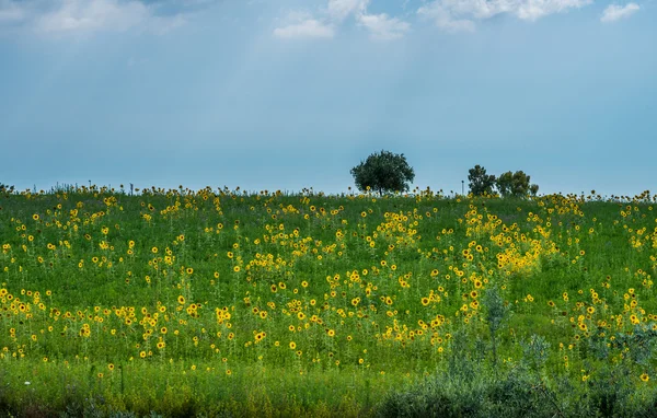 Sonnenblumen — Stockfoto