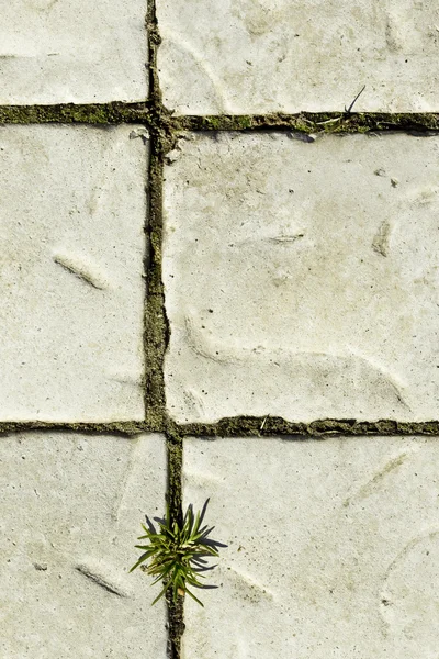 Paving with grass — Stock Photo, Image