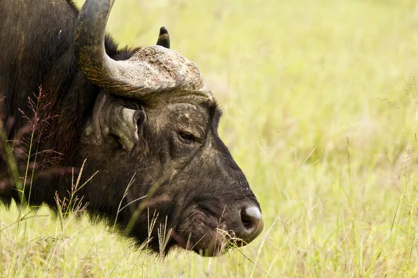 Pastoreo de búfalos — Foto de Stock