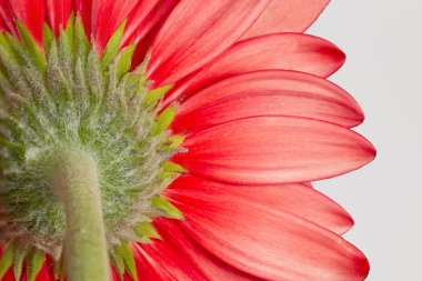 Arkadan gerbera çiçek