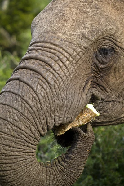 Elefante comendo uma pêra espinhosa — Fotografia de Stock