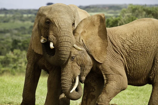 Olifant spelletjes — Stockfoto