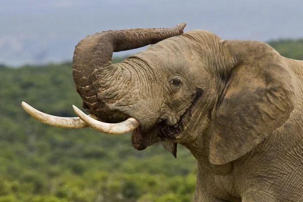 Elefante maschio in mosto — Foto Stock