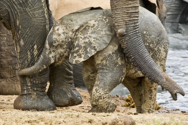 Elephant love — Stock Photo, Image