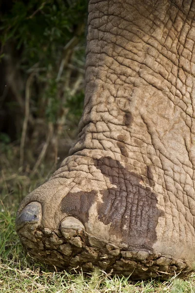 大きな象の足 — ストック写真