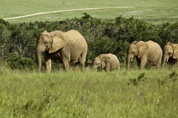 Familia de elefantes caminando hacia un pozo de agua — Foto de Stock