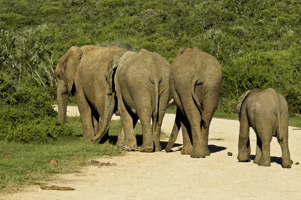 Sloní rodina přes silnici — Stock fotografie