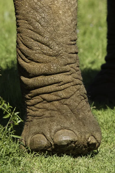 Слон ноги і цвяхи — стокове фото