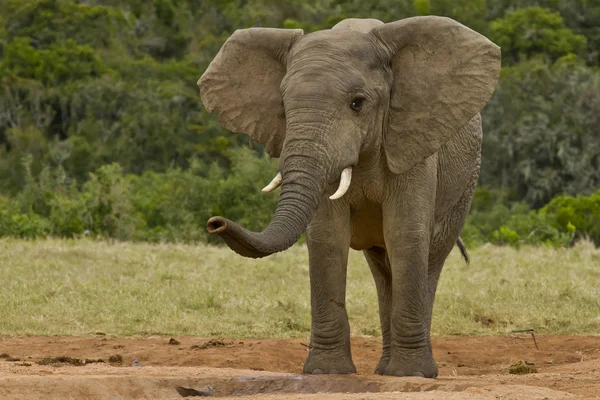 Elefante oliendo el aire —  Fotos de Stock