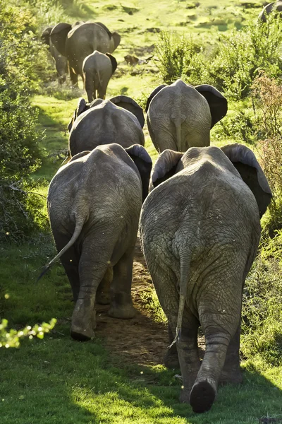 Rodina slonů chůze do kopce — Stock fotografie