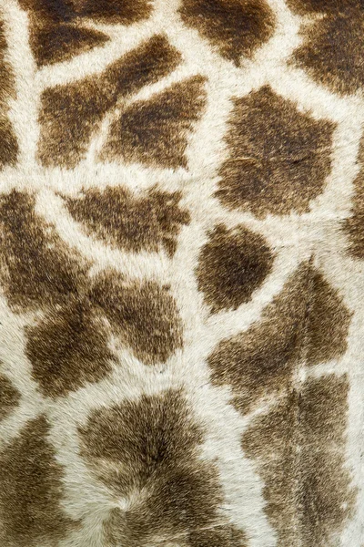 キリン皮膚パターン — ストック写真
