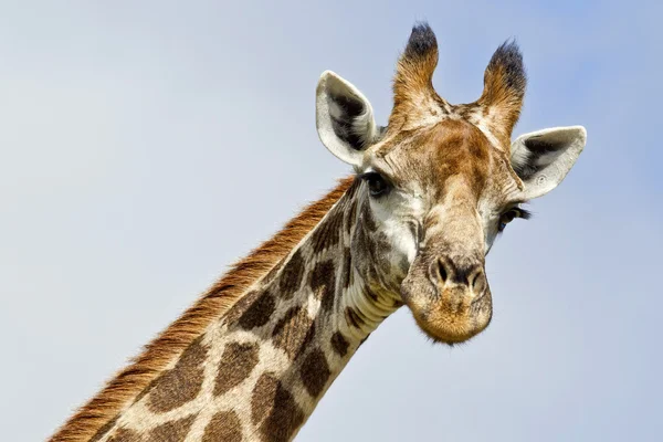 Жирафа, дивлячись — стокове фото