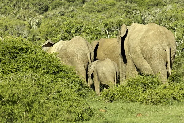 Rodina slonů chůze do husté keře — Stock fotografie