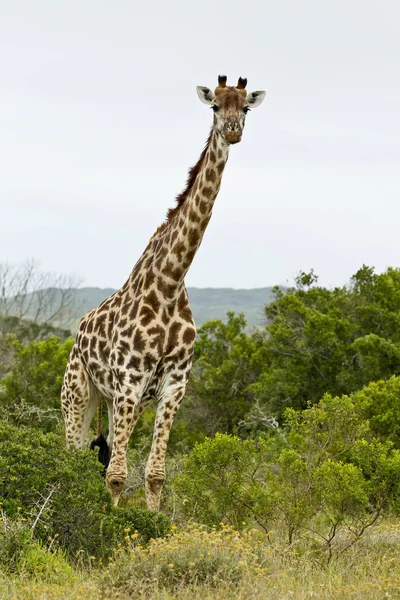 Giraff amoungst träden — Stockfoto