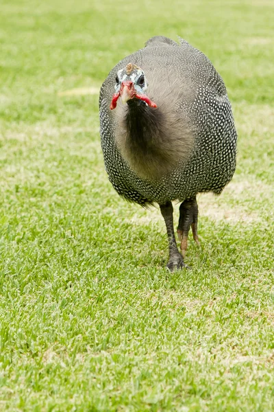 Hungry Guinea fowl — Stock Photo, Image