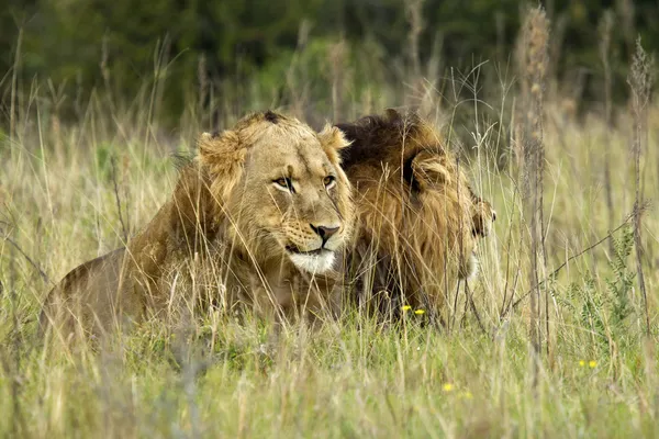 Lion brothers — Stock Photo, Image