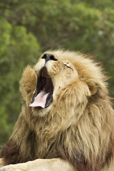 Gähnender Löwe — Stockfoto
