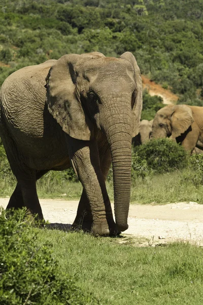 Großer Elefant geht — Stockfoto