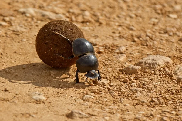 Pushing dung beetle — Stock Photo, Image