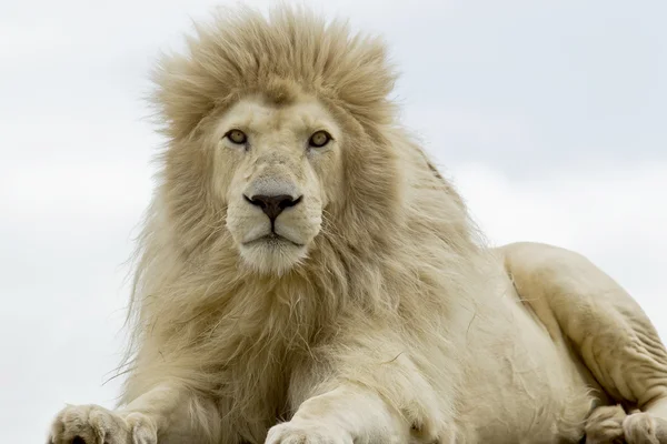 White lion staring — Stock Photo, Image