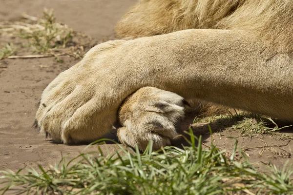 ライオンズの足 — ストック写真