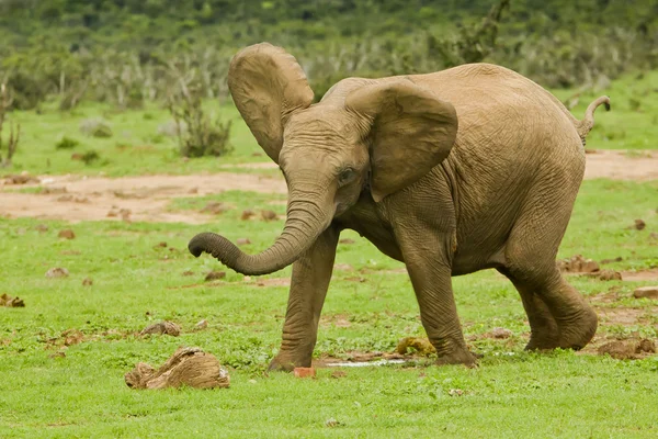 Junger Elefant — Stockfoto