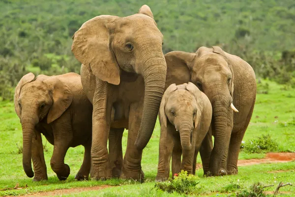 象の家族 ロイヤリティフリーのストック画像