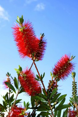Bottlebrush kaynaklanıyor
