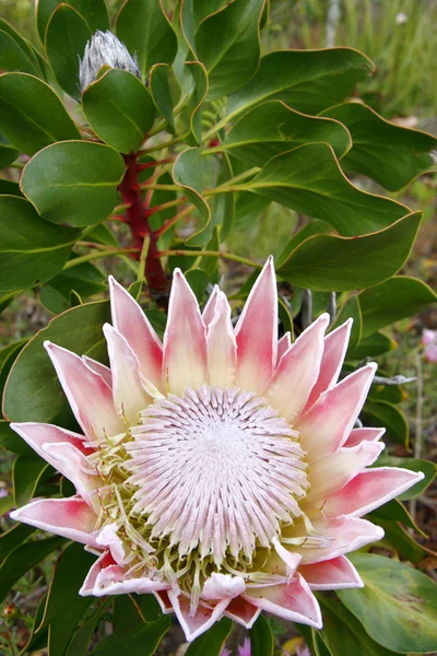 Beautifull Protea — Stock Photo, Image