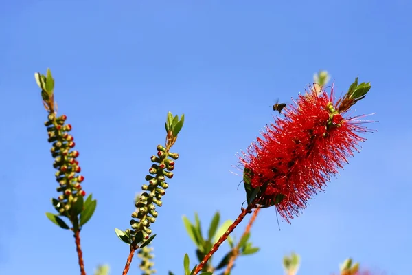 아침에 bottlebrush — 스톡 사진