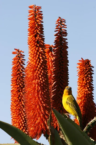 Weaver on a succulant plant — Stock Photo, Image