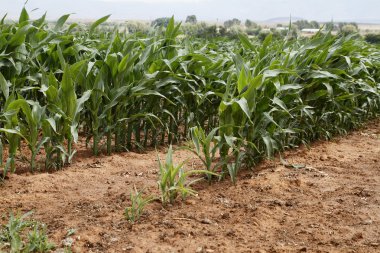 Genç Mısır mahsul