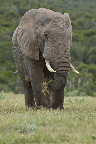Large elephant standing in a field of green grass while eating