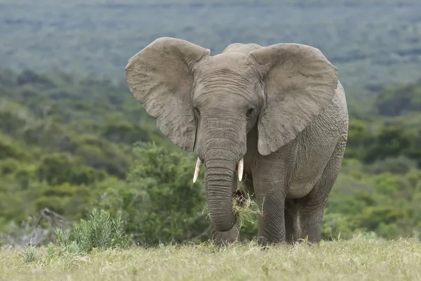 Grande elefante mangiare — Foto Stock